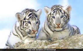 The tiger (panthera tigris) is the largest living cat species and a member of the genus panthera. Two White Tiger Cubs In Pakistan Likely Died Of Covid 19 Zoo Officials Say