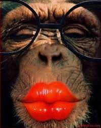 Pin By Barbhuffman On Humor Funny Animal Faces Monkeys Funny Funny Animals