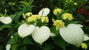 Image result for Pseudomussaenda