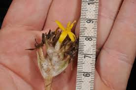 Image result for Curculigo latifolia