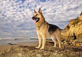 We did not find results for: Beautiful German Shepherd Pics By The Hundreds