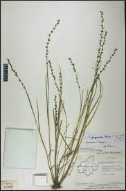 Image result for Scleria pergracilis