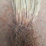 Image result for Schoenoplectiella senegalensis