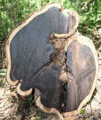 Image result for Dalbergia melanoxylon