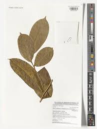 Image result for Carpolobia alba
