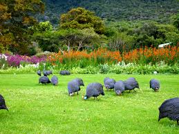 Pin On Kirstenbosch The National Botanical Garden