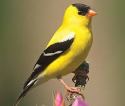 Small Yellow Bird With Black And White Wings American Goldfinch Goldfinch Yellow Finch Beautiful Birds