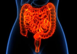 Check spelling or type a new query. Your Digestive System And How It Works