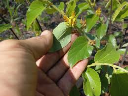 Image result for Grewia retinervis