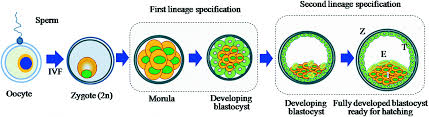 Check spelling or type a new query. Animal Stem Cells A Perspective On Their Use In Human Health Springerlink