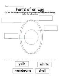 Label parts of an egg worksheet if an egg of? Parts Of An Egg Worksheets Teaching Resources Tpt