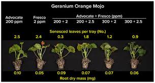 Image result for cuttings of geraniums