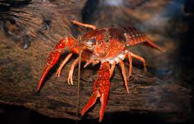 Crayfish The Care Feeding And Breeding Of Freshwater Crayfish Crawfish Aquarium Tidings