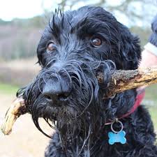Pet Sitter Needed For My 9 Year Old Giant Schnauzer Pet Sitters Pets House Sitting