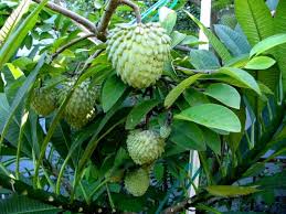 Near the stem, the peel is rough, but it becomes softer on the in terms of soil, a rich, deep and fresh, slightly humid substrate is preferable but since it is an adaptable plant, it also grows on clayey and calcareous soils. Atemoya Lisa Local Pick Up Only 7 Foot Trees Brad S Buds And Blooms