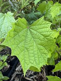Image result for Alangium chinense