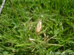 Image result for Abildgaardia ovata
