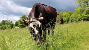 Lesson Plan Sustainable Grazing
