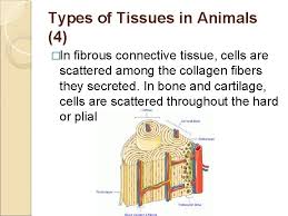 Check spelling or type a new query. Specialized Plant And Animal Tissues 2 Lesson 7