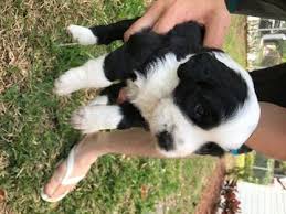 They may stay green blue or turn green or amber or be a combination. Litter Of 3 Aussiedoodle Puppies For Sale In Miami Fl Adn 24248 On Puppyfinder Com Gender Female Age 4 Weeks Old Puppies For Sale Aussiedoodle Puppies