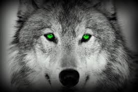 Check spelling or type a new query. Black Wolf With Green Eyes Wallpaper Novocom Top