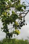 Image result for Diospyros loureiriana