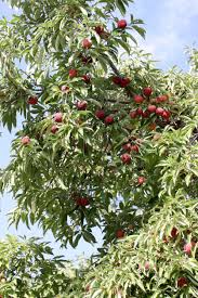 We did not find results for: Cornus Capitata Information Learn About Growing Evergreen Dogwood