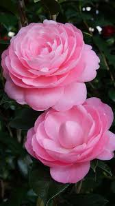 Camellia Japonica Sarah Frost Red Flowering Camellias Uk Beautiful Rose Flowers Camellia Flower Beautiful Pink Flowers