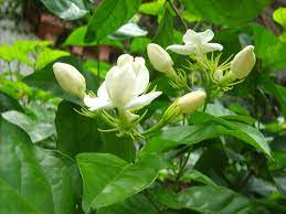 Flores De Mayo Jasmine Plant Jasmine Flower Flowers