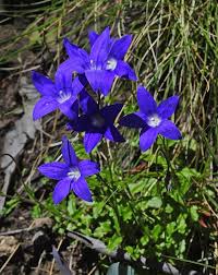 Wahlenbergia gloriosa is a small perennial herb with oblong leaves about 2.5 cm long; Australian Wildflowers Flowers Across Melbourne Australian Wildflowers Australian Native Flowers Australian Native Plants