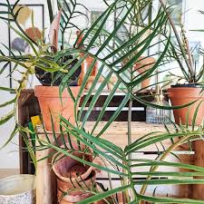 Image result for Filodendron Philodendron