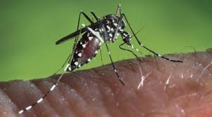 Black And White Striped Beetle Pin On Bugs That Bite