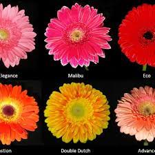 Flower Varieties Of Gerbera With Different Colors Download Scientific Diagram