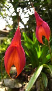 Masdevallia Veitichiana Unusual Flowers Beautiful Orchids Orchidaceae