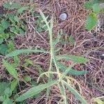 Image result for Launaea cornuta