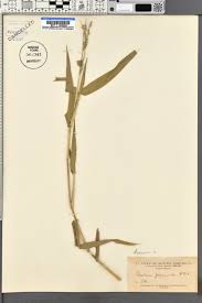 Image result for Acroceras zizanioides