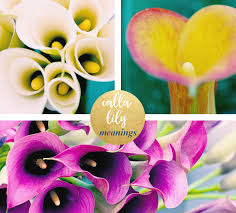 We did not find results for: Calla Lily Meaning And Symbolism Ftd Com