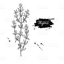 Aujourd'hui, donald raconte à shawn et speedy les saisons. Resultat De Recherche D Images Pour Dessin De Thym Dessin Images Tuto