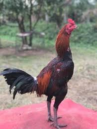 Maybe you would like to learn more about one of these? Cock Fighting