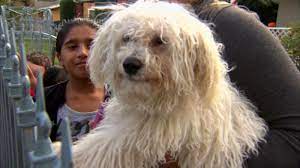 Don't miss what's happening in your neighborhood. Stranger Buys Stolen Puppy From Craigslist Returns It To Owner Abc News