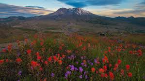 Check spelling or type a new query. Facts About Mount St Helens