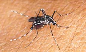 By now, tiger mosquitoes live in most of the southeastern. Asian Tiger Mosquito Aedes Albopictus Skuse