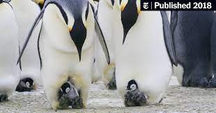 How long do they live? Emperor Penguins Good Dads But Less Dedicated Than You May Have Thought The New York Times