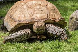 African Spurred Tortoise Sulcata