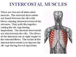 Damage to any of the tissues around the rib cage can be painful, and it can be difficult to determine if the problem is a bruised rib vs. Intercostal Muscles And Nerves Learn Bones Fisioterapia