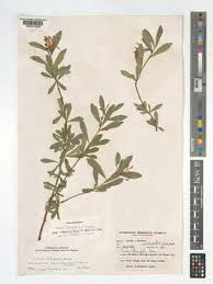 Image result for Turraea obtusifolia