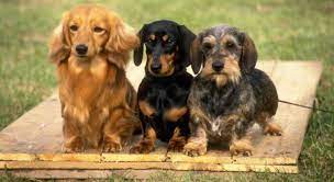 (1) smooth, (2) long, and (3) wirehaired, and is shown in two sizes: Dachshund History Hampdach Dachshunds