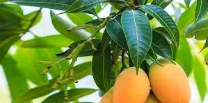 ∙ promo pengguna baru ∙ kurir instan ∙ bebas ongkir ∙ cicilan 0%. Daun Mangga Ternyata Bisa Redakan Diabetes