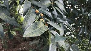 Image result for Drypetes