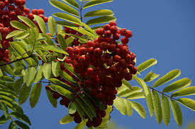 Download mountain ash berries images and photos. Hd Wallpaper Mountain Ash Berries Rowanberries Red Fruits Tree Deciduous Tree Wallpaper Flare